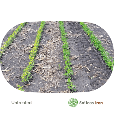 Soileos Iron vs Untreated IDC