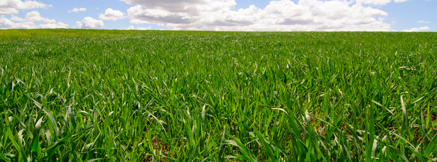 https://9252743.fs1.hubspotusercontent-na1.net/hubfs/9252743/Soileos%20Fueling%20Your%20Crop%E2%80%99s%20Strong%20Start%20%281%29.png