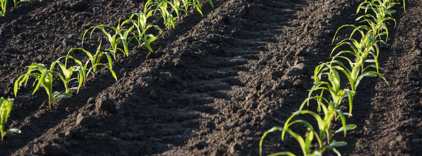 https://9252743.fs1.hubspotusercontent-na1.net/hubfs/9252743/Strong%20Starts%20with%20Soileos%20Watch%20Your%20Crops%20Thrive.png