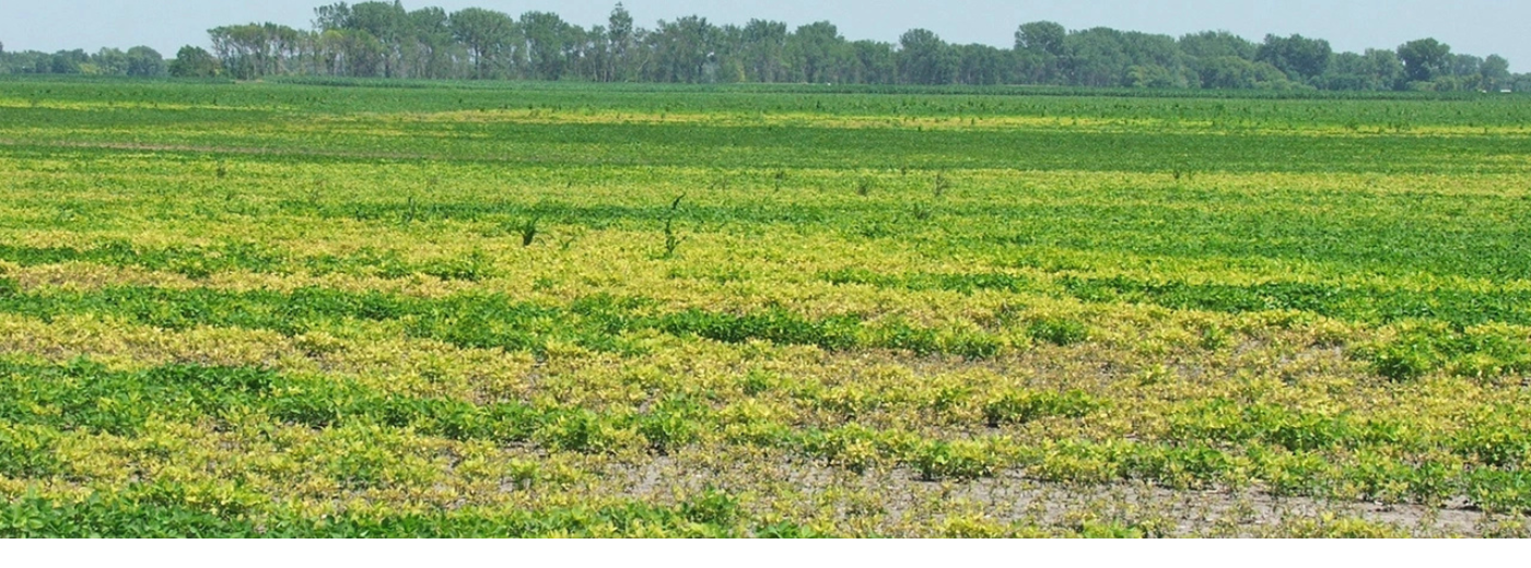 https://9252743.fs1.hubspotusercontent-na1.net/hubfs/9252743/Tackling%20IDC%20for%20Stronger%20Yields%20with%20Soileos.png